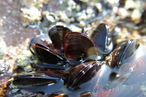 Mosseljpg — Water/Sea Animals option 32
