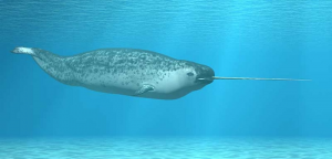 Narwaljpg — Water/Sea Animals option 33