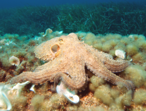 Octopus2jpg — Water/Sea Animals option 34