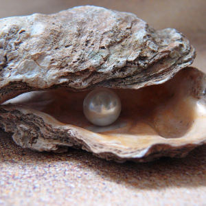 Oesterjpg — Water/Sea Animals option 35