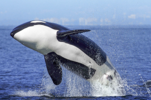 Orkajpg — Water/Sea Animals option 36
