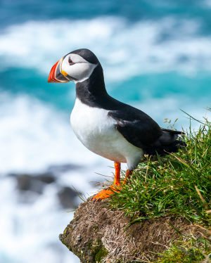Papagaaiduikerjpg — Water/Sea Animals option 37