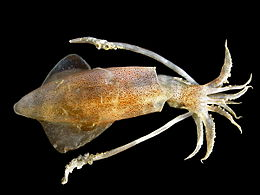 Pijninktvisjpg — Water/Sea Animals option 38