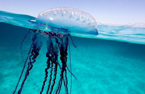 Portugees Oorlogsschipjpg — Water/Sea Animals option 39
