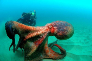 Reuzenkraak 3jpg — Water/Sea Animals option 40
