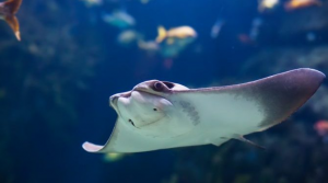 Rogjpg — Water/Sea Animals option 41