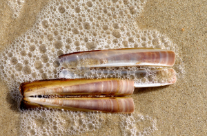 Scheermesjpg — Water/Sea Animals option 42
