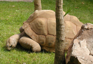 Seychellenreuzenschildpad 2jpg — Water/Sea Animals option 43