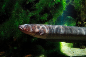 Sidderaaljpg — Water/Sea Animals option 44