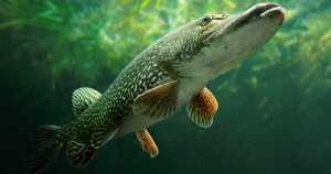 Snoekjpg — Water/Sea Animals option 45
