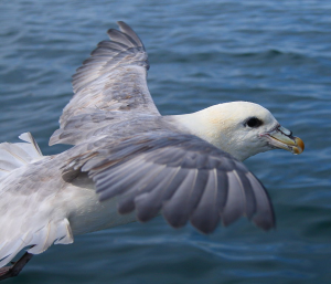 Stormvogeljpg — Water/Sea Animals option 47