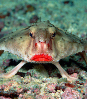 Vleermuisvisjpg — Water/Sea Animals option 48
