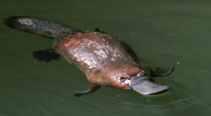 Vogelbekdierjpg — Water/Sea Animals option 49