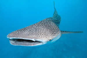 Walvishaaijpg — Water/Sea Animals option 50