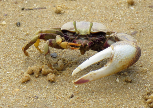 Wenkkrabjpg — Water/Sea Animals option 51