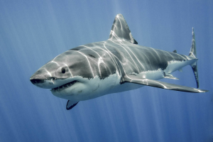 Witte Haaijpg — Water/Sea Animals option 52