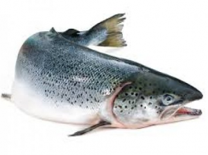 Zalmjpg — Water/Sea Animals option 53