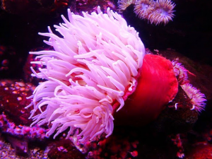 Zeeanomoonjpg — Water/Sea Animals option 54