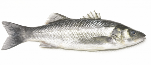 Zeebaarsjpg — Water/Sea Animals option 55