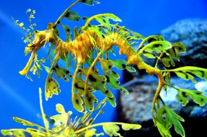 Zeedraakjpg — Water/Sea Animals option 56