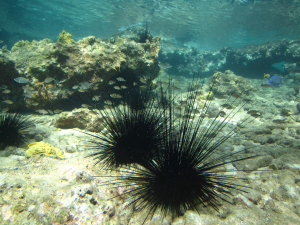 Zeegeljpg — Water/Sea Animals option 57