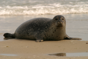 Zeehondjpg — Water/Sea Animals option 58