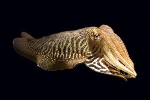 Zeekatjpg — Water/Sea Animals option 59