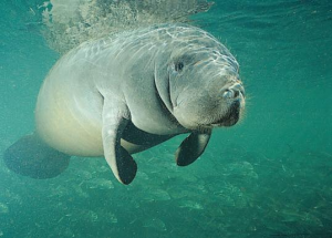 Zeekoejpg — Water/Sea Animals option 60