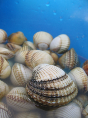 Zeekokkeljpg — Water/Sea Animals option 61