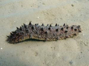 Zeekomkommerjpg — Water/Sea Animals option 62