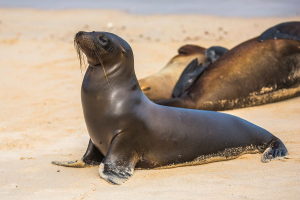 Zeeleeuwjpg — Water/Sea Animals option 63