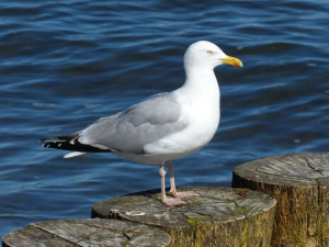 Zeemeeuwjpg — Water/Sea Animals option 64