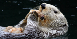Zeeotterjpg — Water/Sea Animals option 65