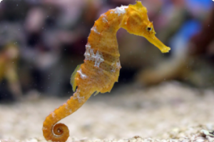 Zeepaardpng — Water/Sea Animals option 66