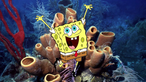 Zeesponsjpg — Water/Sea Animals option 68