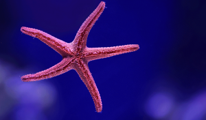 Zeestergif — Water/Sea Animals option 69