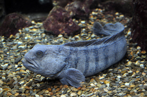 Zeewolfjpg — Water/Sea Animals option 70