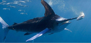 Zeilvisjpg — Water/Sea Animals option 71