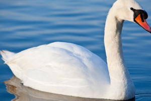 Zwaanjpg — Water/Sea Animals option 72