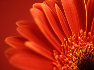 Img10jpg — Windows Vista Wallpapers option 1