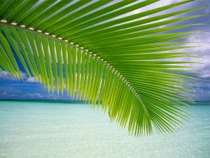 Img19jpg — Windows Vista Wallpapers option 10