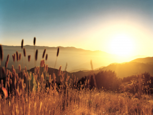 Img20jpg — Windows Vista Wallpapers option 12