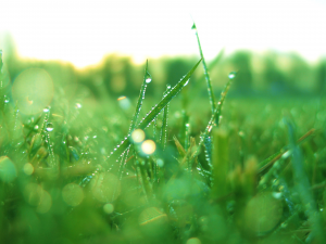 Img6jpg — Windows Vista Wallpapers option 25