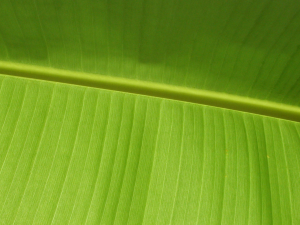 Img8jpg — Windows Vista Wallpapers option 27