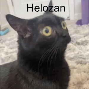 Screenshot 2022 05 21 213931png — Your Bizzare Adventure Active Perms Tier List option 85