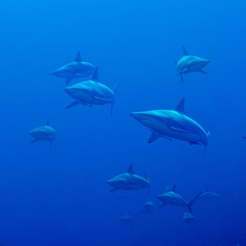 Create a Extant Shark Species Tier List - TierMaker