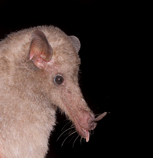 Create a Bat ! Tier List TierMaker