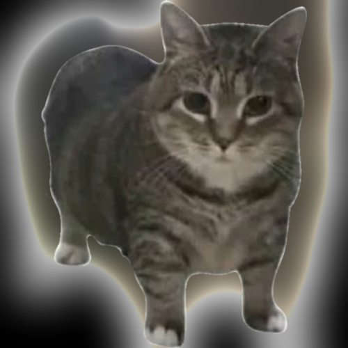 Cat Memes Tier List (Community Rankings) - TierMaker