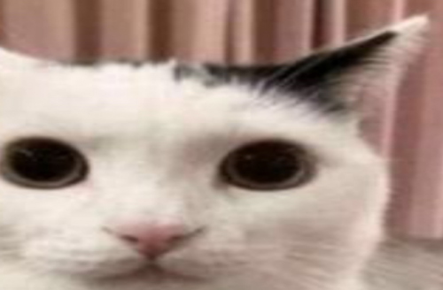 Create A Buncha Idiots Tier List Tiermaker