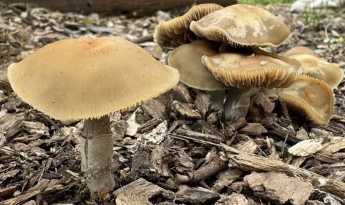 Unlocking The Secrets A Comprehensive Pdf On Pnw Psychoactive Fungi - y9s23ki